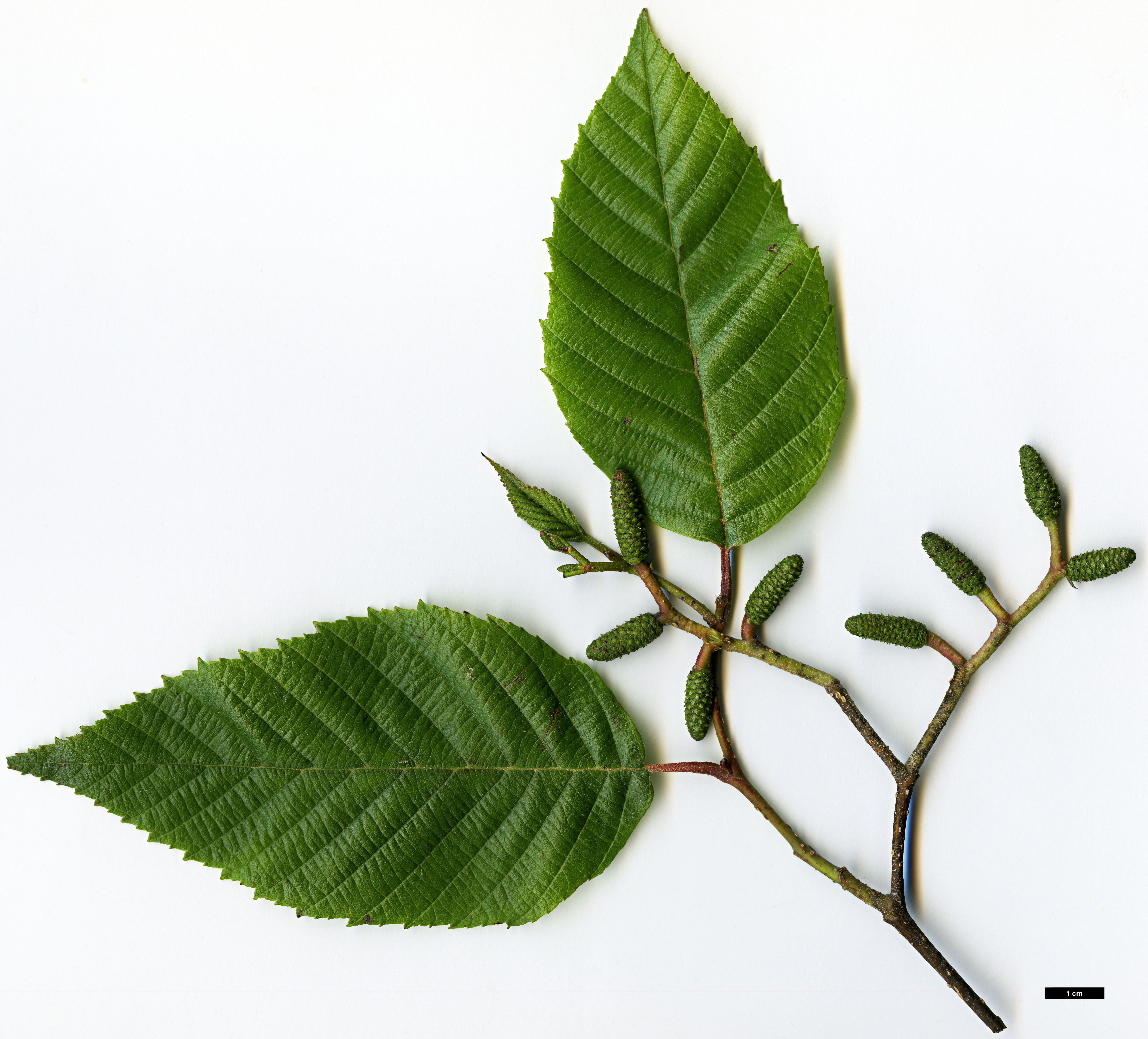 High resolution image: Family: Betulaceae - Genus: Alnus - Taxon: acuminata - SpeciesSub: subsp. arguta
